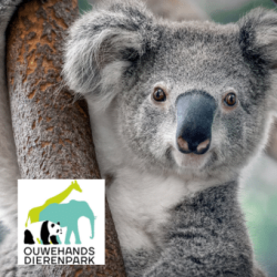 ouwehands koala